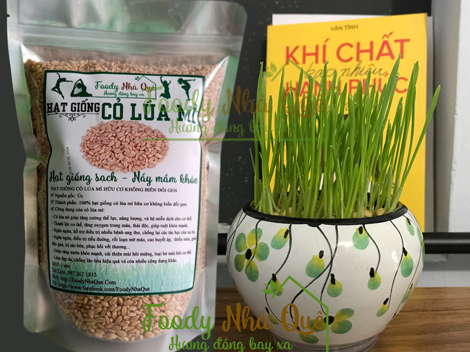 Địa chỉ bán hạt giống cỏ lúa mì hữu cơ tốt nhất